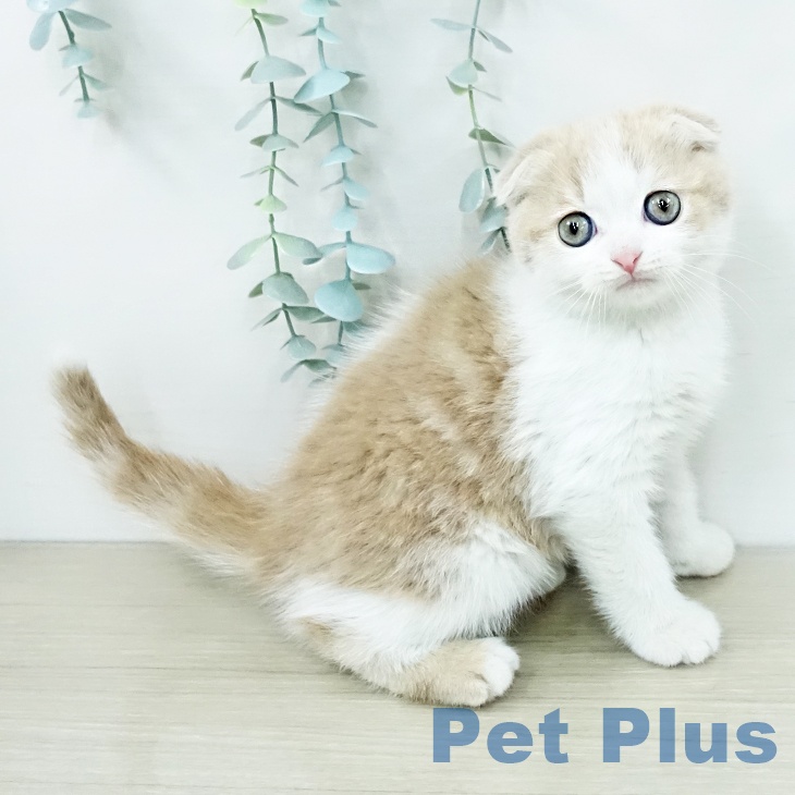 スコティッシュフォールド