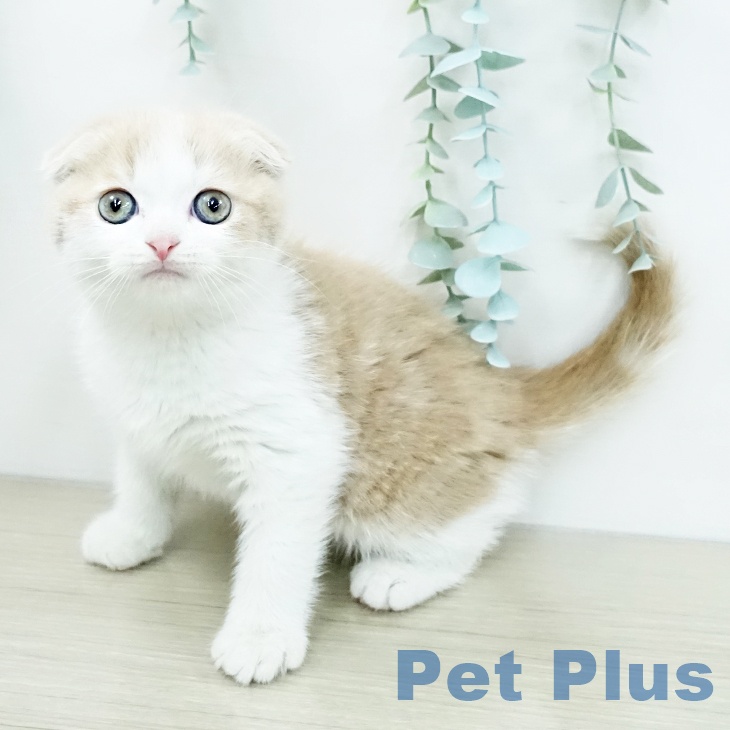 スコティッシュフォールドの写真2