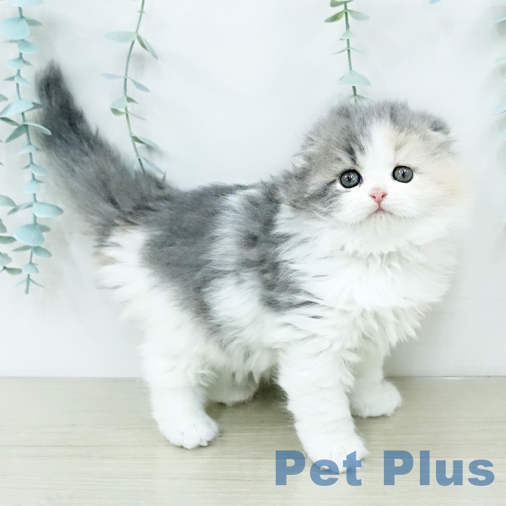 スコティッシュフォールド