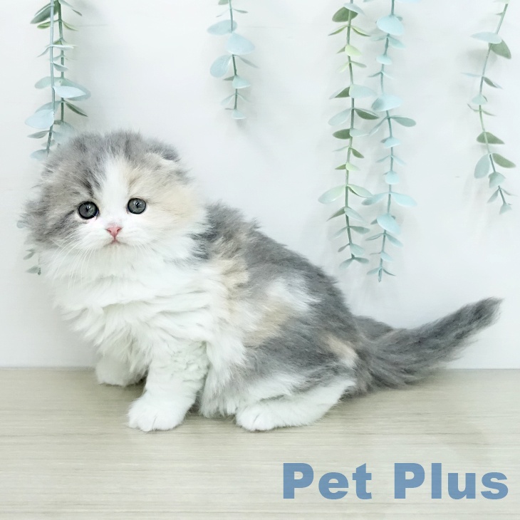 スコティッシュフォールドの写真2