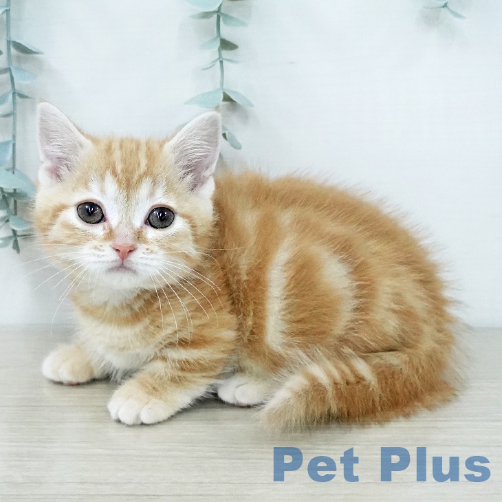 マンチカンの写真2