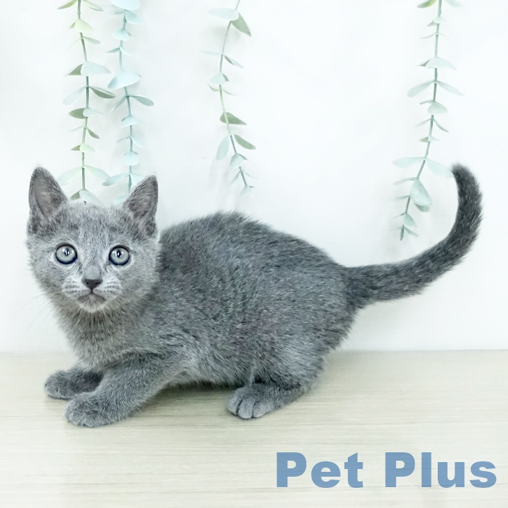 ロシアンブルーの写真2