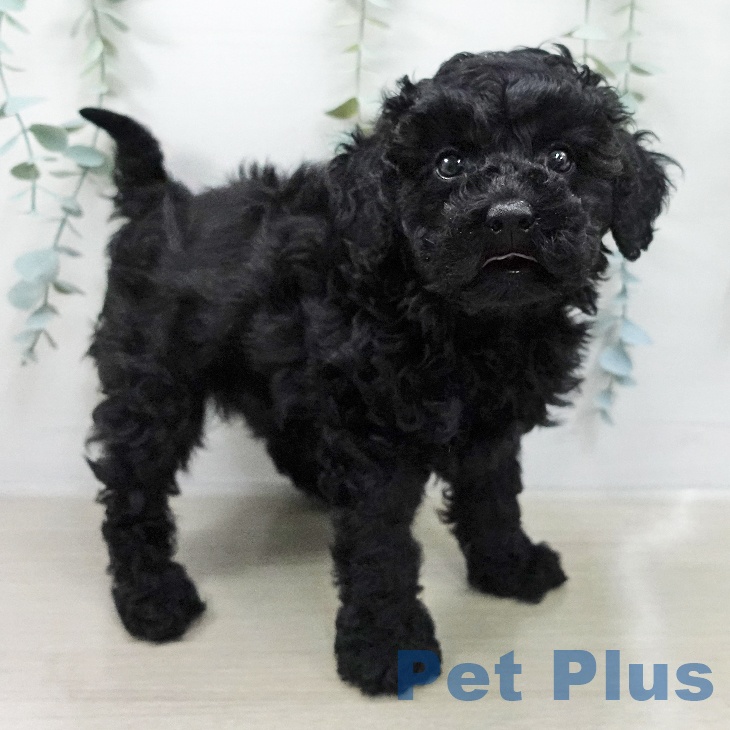 トイ・プードル