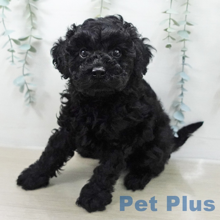 トイ・プードル