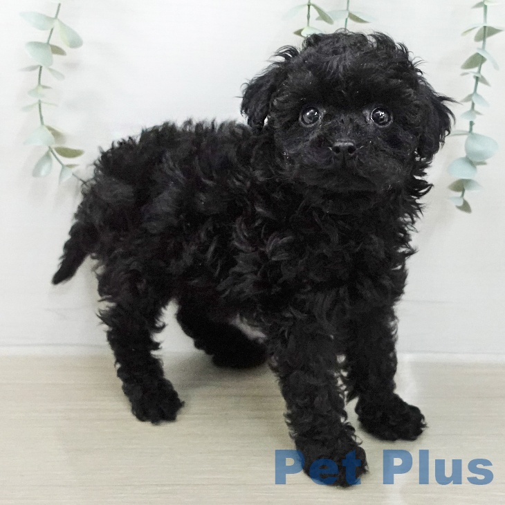 トイ・プードル