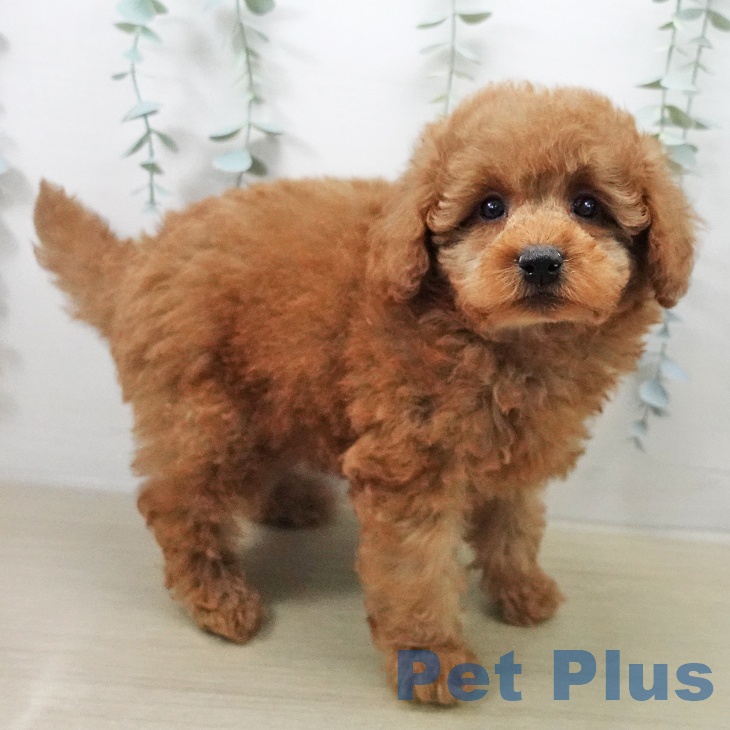 トイ・プードル