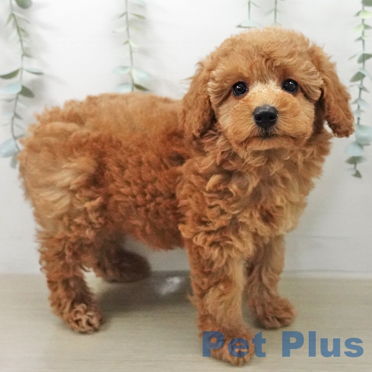 トイ・プードル