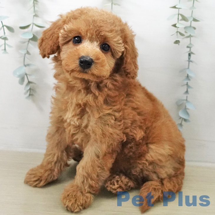 トイ・プードル