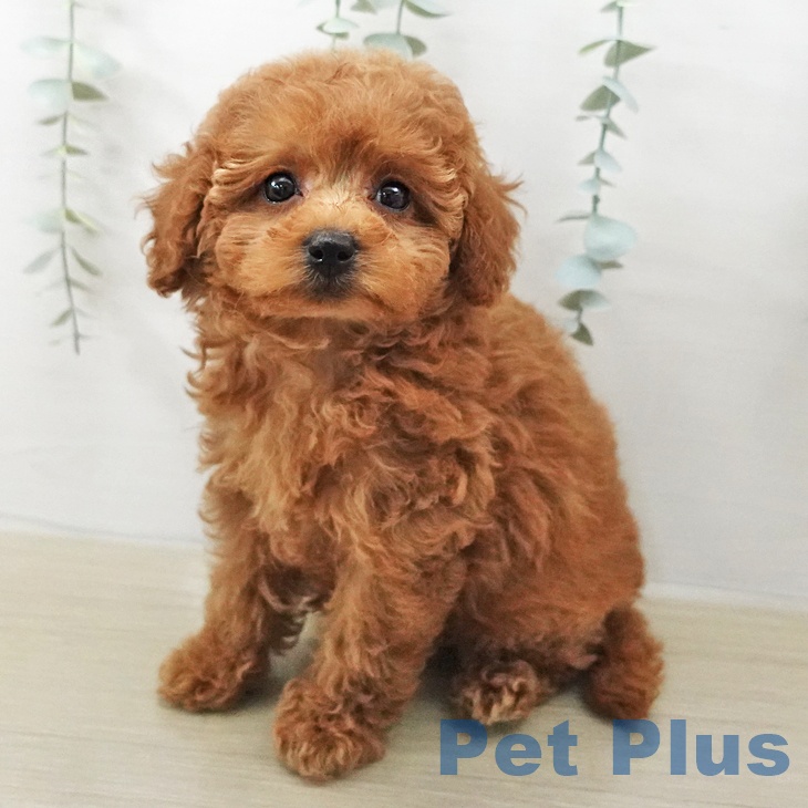 トイ・プードル