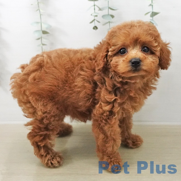 トイ・プードルの写真2