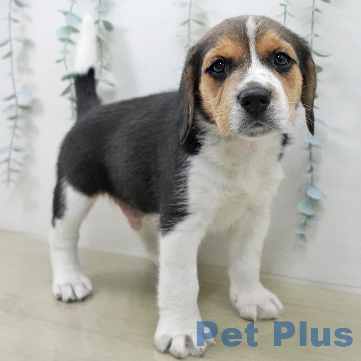 ビーグルの写真2