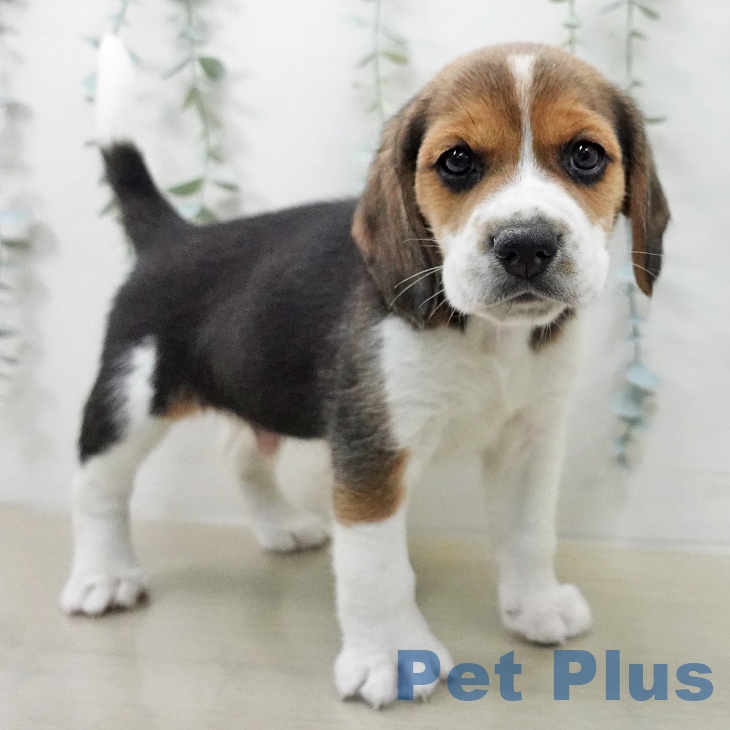 ビーグルの写真2