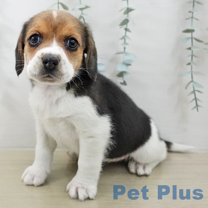 長野県のビーグル (ペットプラス 須坂店/2025年12月30日生まれ/女の子/ブラックタンホワイト)の子犬の1枚目の画像
