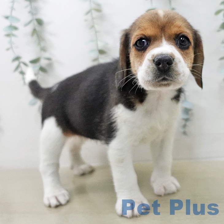 長野県のビーグル (ペットプラス 須坂店/2025年12月30日生まれ/女の子/ブラックタンホワイト)の子犬の2枚目の画像