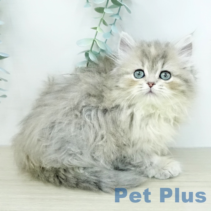 スコティッシュフォールド