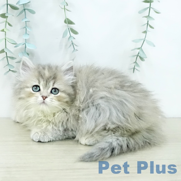 スコティッシュフォールドの写真2