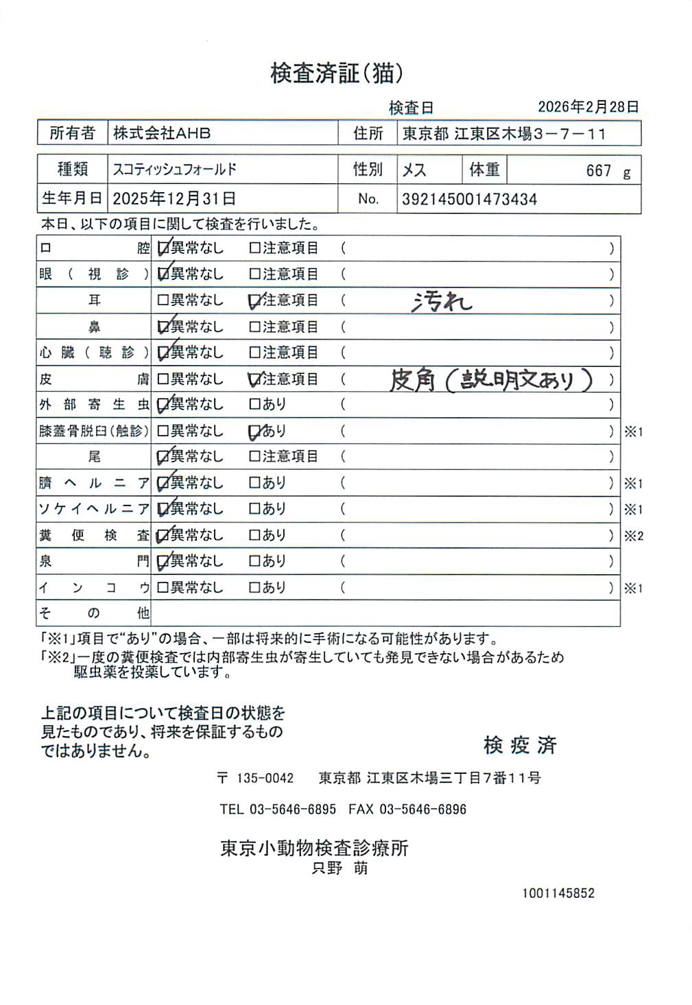 スコティッシュフォールド