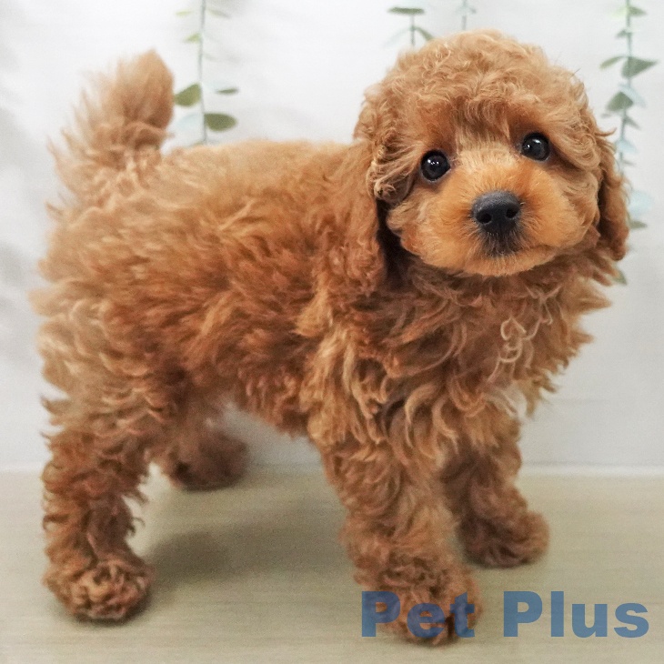 トイ・プードル