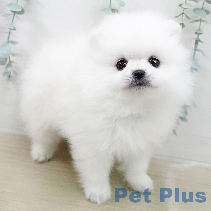 ポメラニアンの写真2
