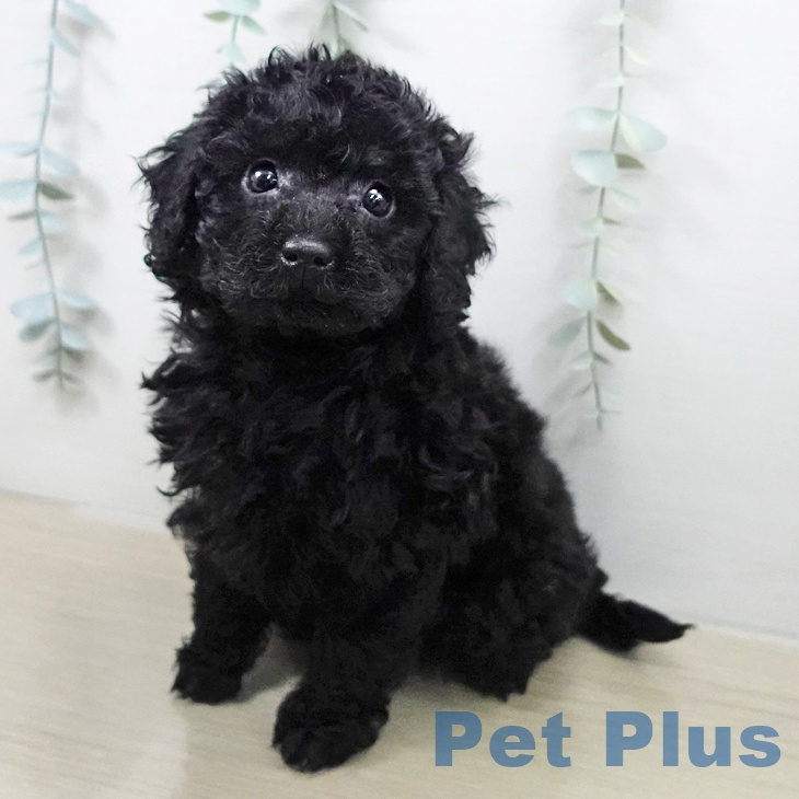 トイ・プードル