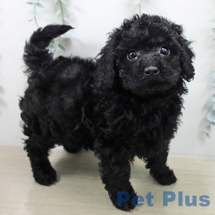 トイ・プードルの写真2