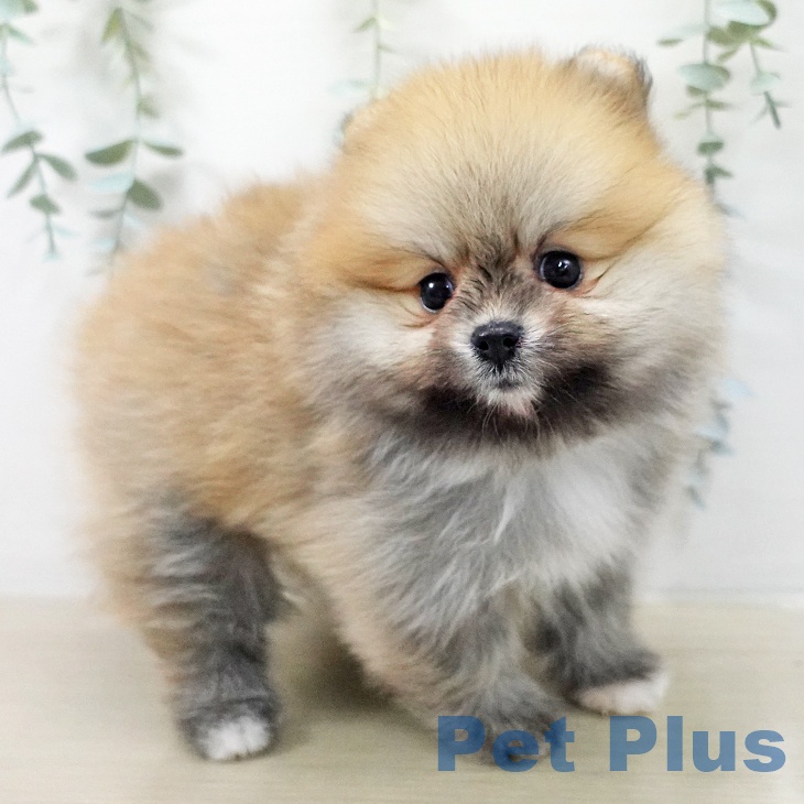 ポメラニアンの写真2