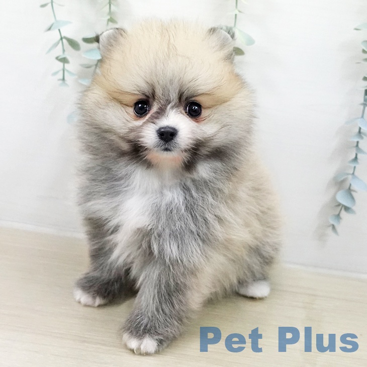 ポメラニアンの写真2