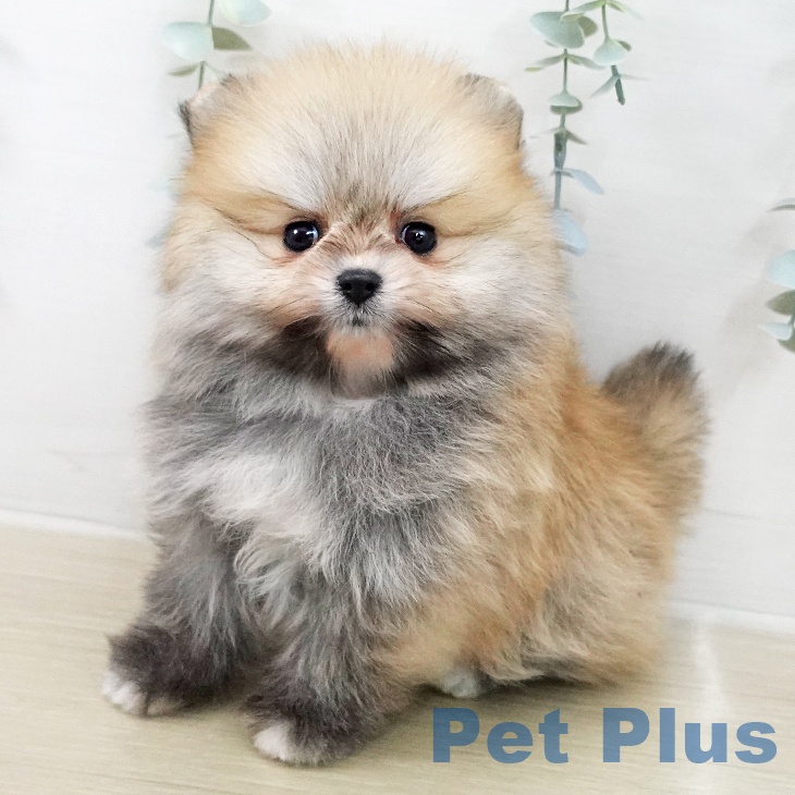 ポメラニアンの写真2