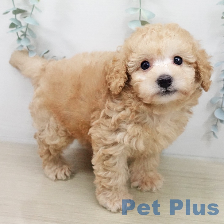 神奈川県のトイプードル(トイ) (ペットプラス 武蔵小杉店/2025年12月31日生まれ/男の子/アプリコット)の子犬