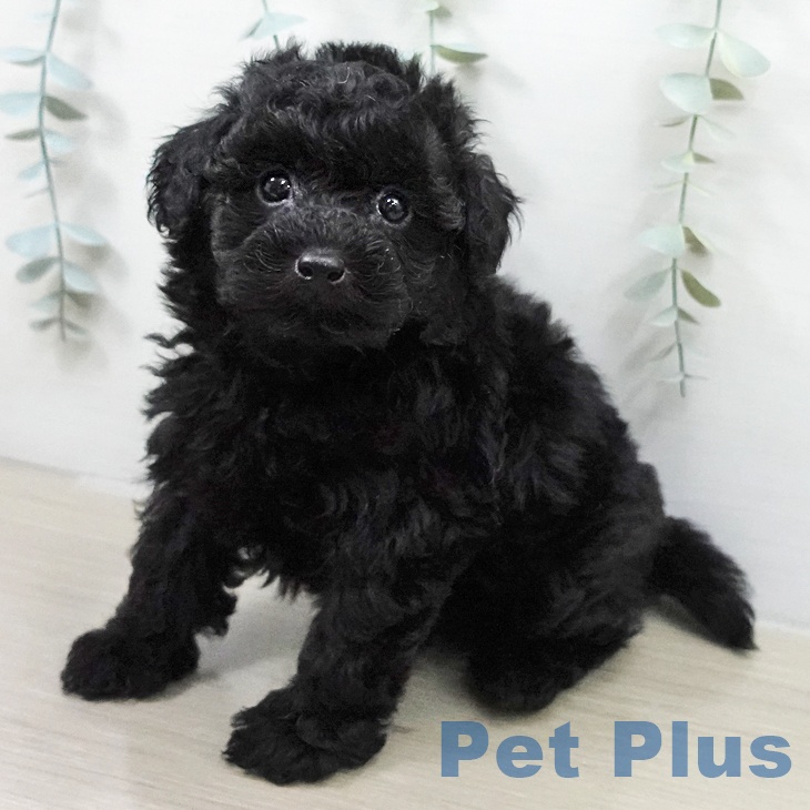 トイ・プードルの写真2