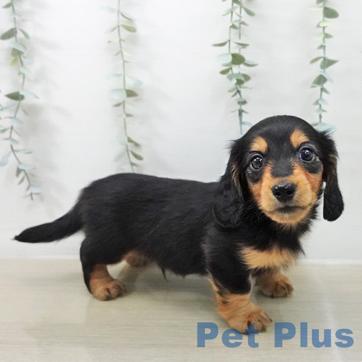 ミニチュア・ダックスフンドの写真2