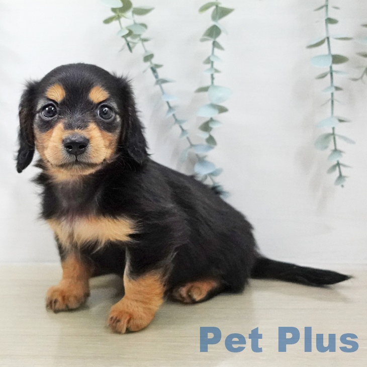 ミニチュア・ダックスフンドの写真2