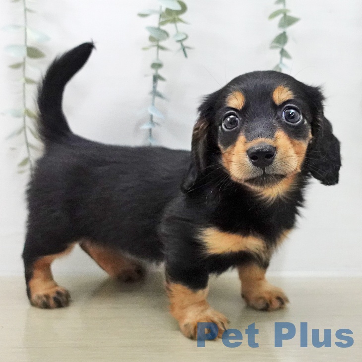 ミニチュア・ダックスフンド