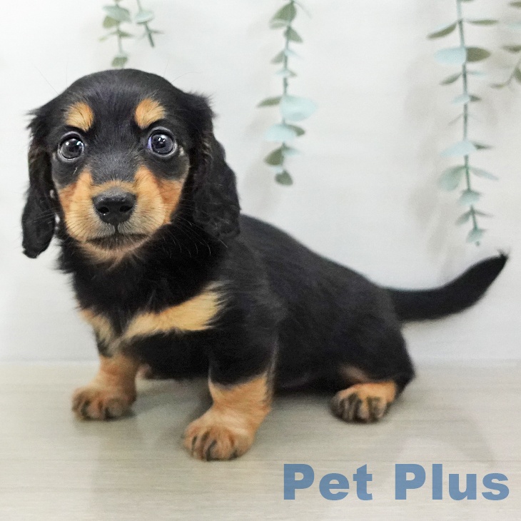 ミニチュア・ダックスフンドの写真2