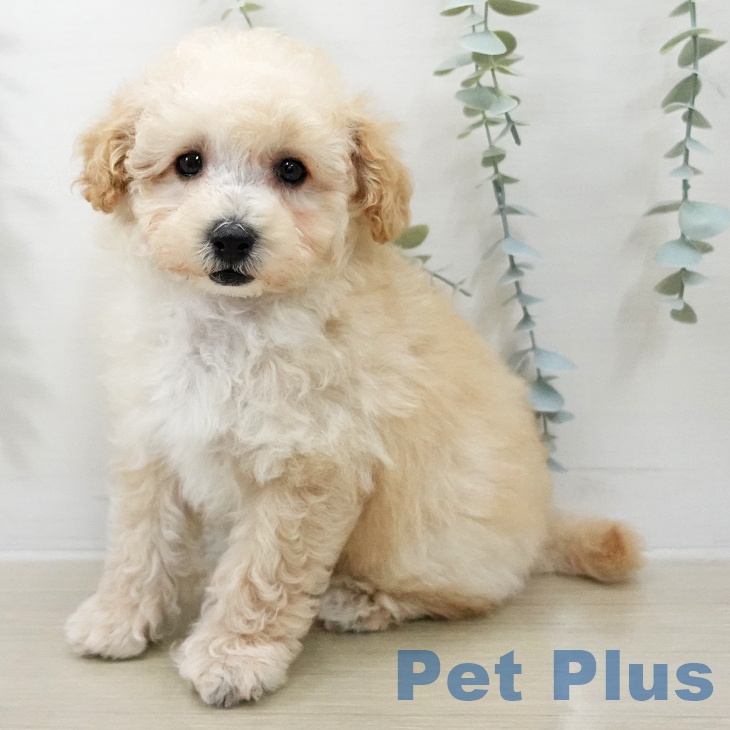 神奈川県のトイプードル(トイ) (ペッツワン 横須賀久里浜店/2025年12月27日生まれ/男の子/アプリコット)の子犬の1枚目の画像