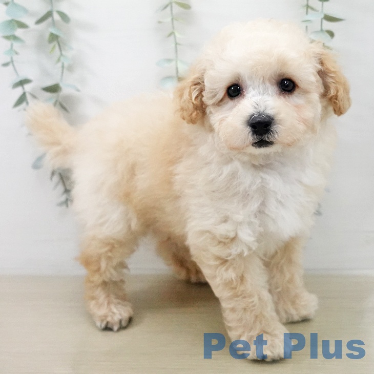 神奈川県のトイプードル(トイ) (ペッツワン 横須賀久里浜店/2025年12月27日生まれ/男の子/アプリコット)の子犬の2枚目の画像