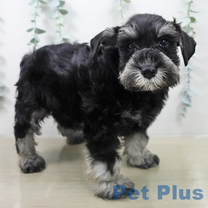 埼玉県のミニチュアシュナウザー (ペットプラス コクーンシティ店/2025年12月30日生まれ/男の子/ソルトペッパー)の子犬の1枚目の画像