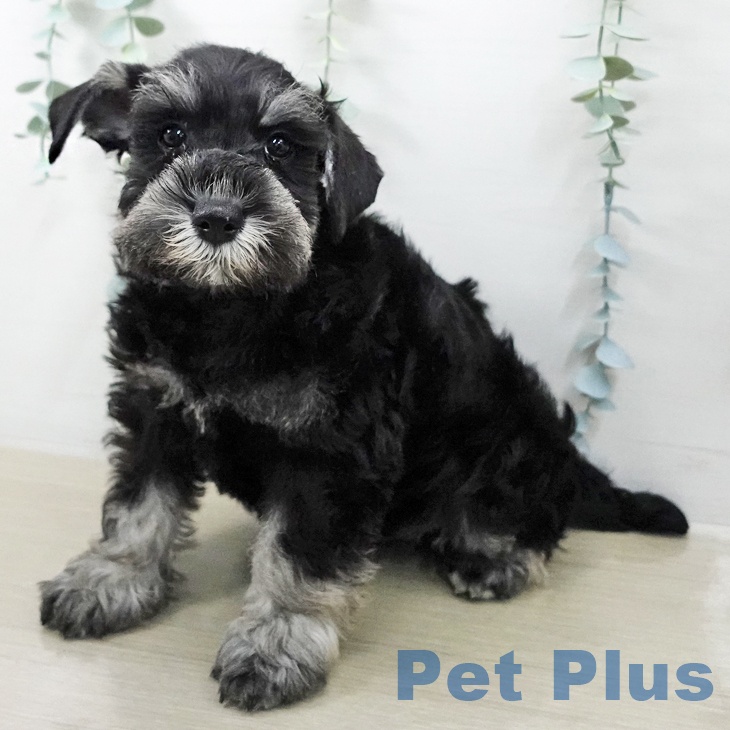 埼玉県のミニチュアシュナウザー (ペットプラス コクーンシティ店/2025年12月30日生まれ/男の子/ソルトペッパー)の子犬の2枚目の画像