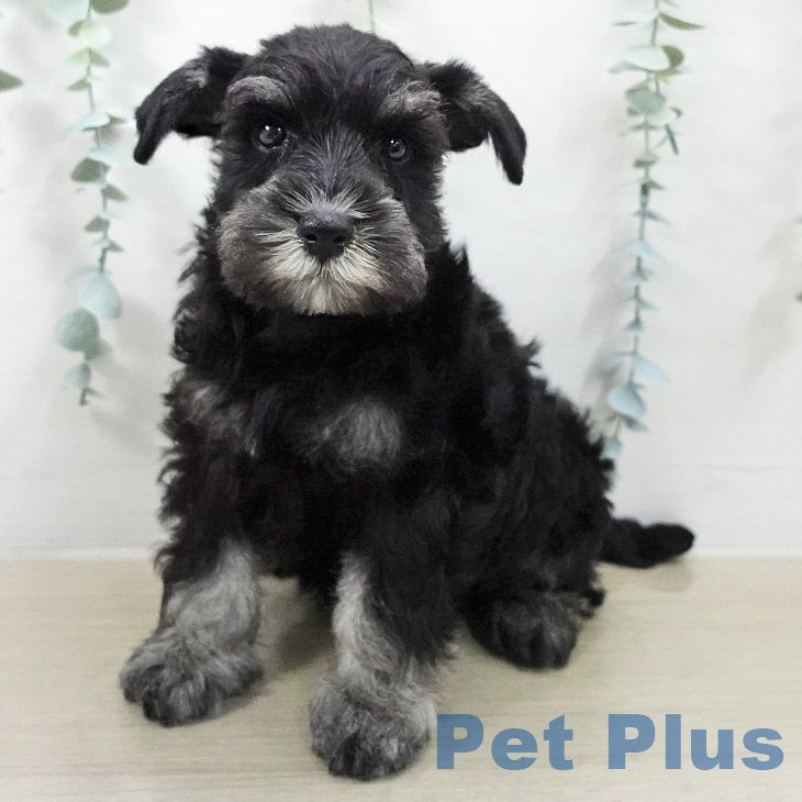 ミニチュア・シュナウザー