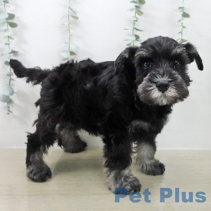 ミニチュア・シュナウザーの写真2