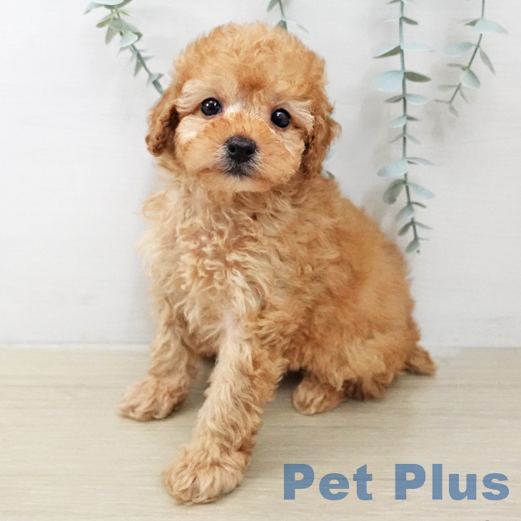 トイ・プードル