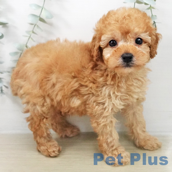 トイ・プードルの写真2