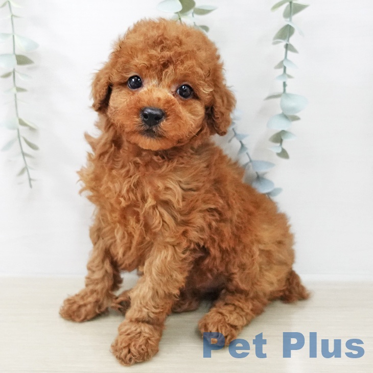 トイ・プードル