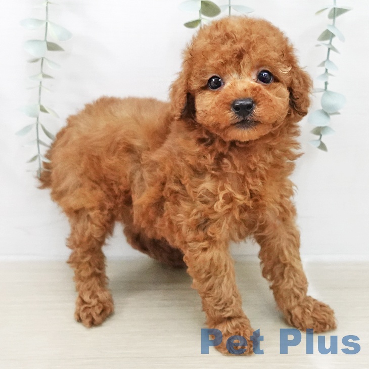 トイ・プードルの写真2