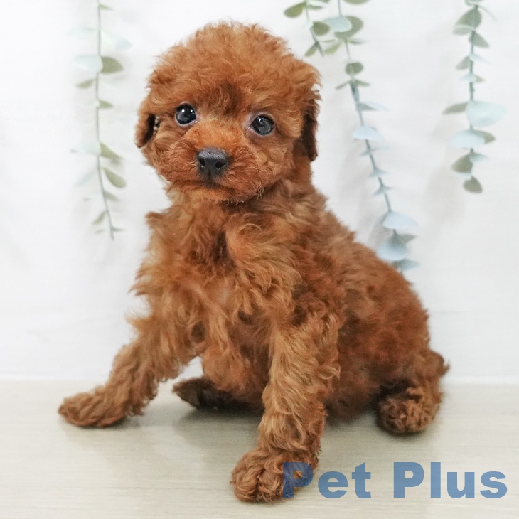 トイ・プードル