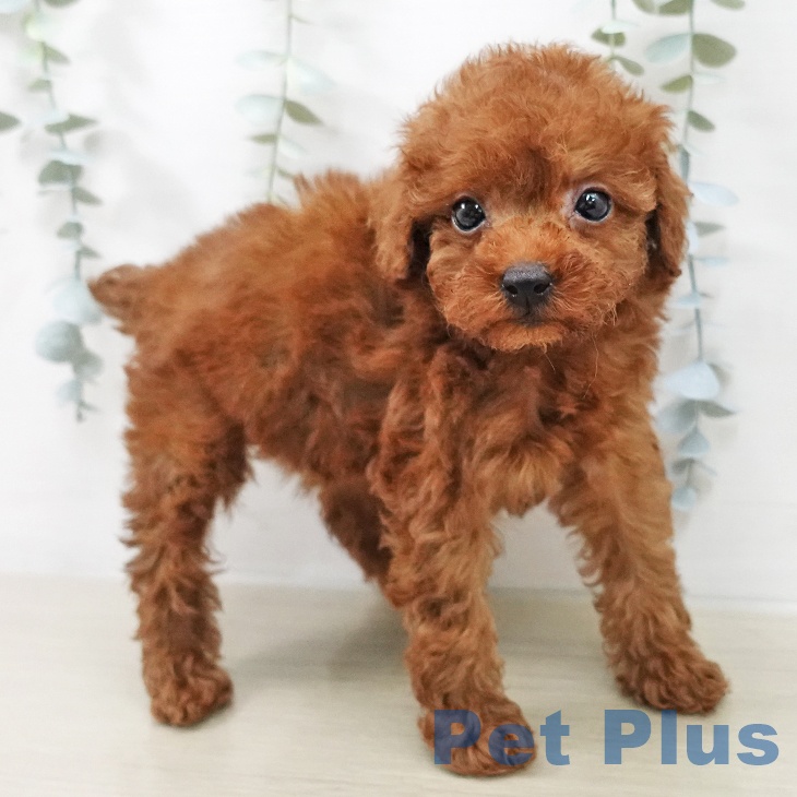 トイ・プードルの写真2