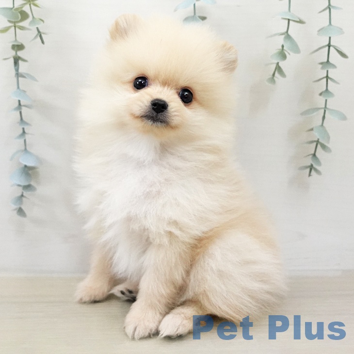 ポメラニアンの写真2