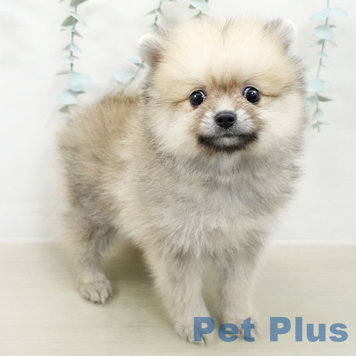 ポメラニアンの写真2