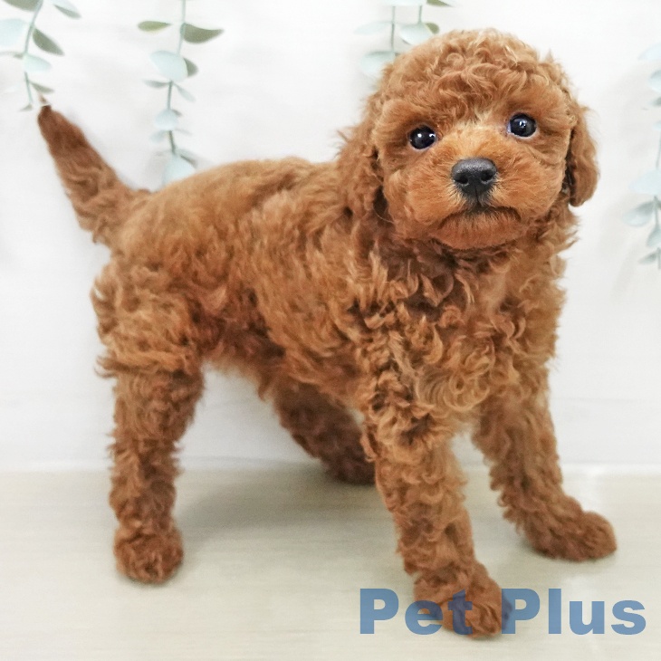 トイ・プードル