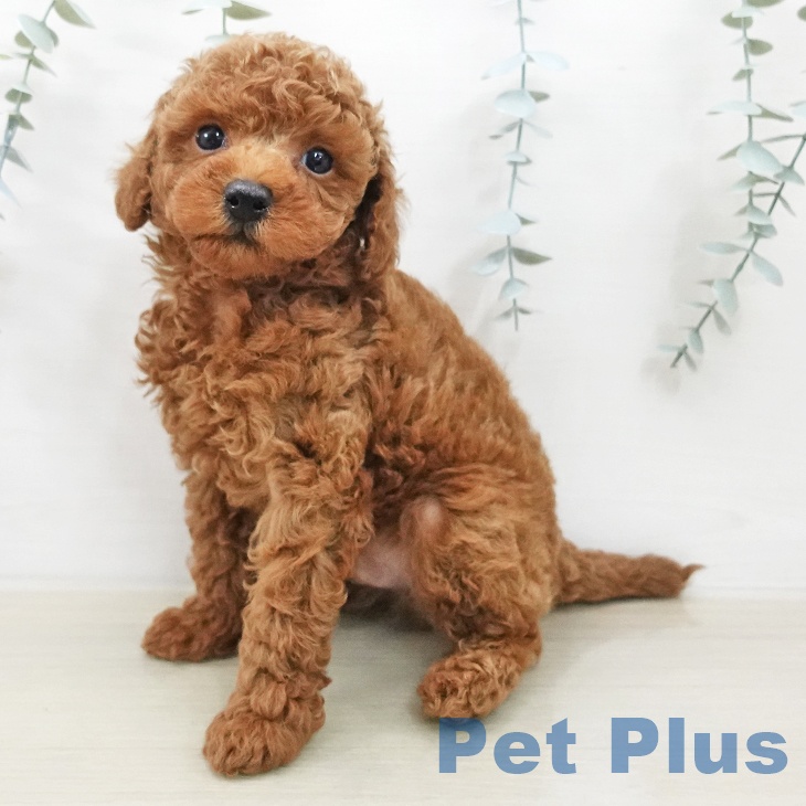 トイ・プードルの写真2